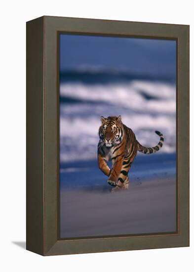 Bengal Tiger Running on Beach-DLILLC-Framed Premier Image Canvas