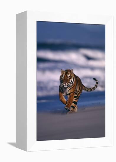 Bengal Tiger Running on Beach-DLILLC-Framed Premier Image Canvas