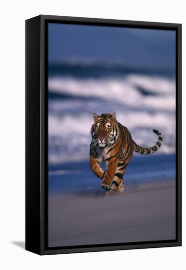 Bengal Tiger Running on Beach-DLILLC-Framed Premier Image Canvas