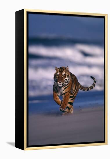 Bengal Tiger Running on Beach-DLILLC-Framed Premier Image Canvas