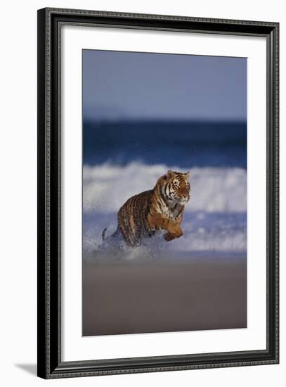 Bengal Tiger Running on Beach-DLILLC-Framed Photographic Print