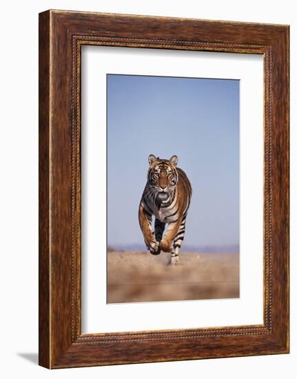 Bengal Tiger Running on Beach-DLILLC-Framed Photographic Print