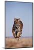 Bengal Tiger Running on Beach-DLILLC-Mounted Photographic Print