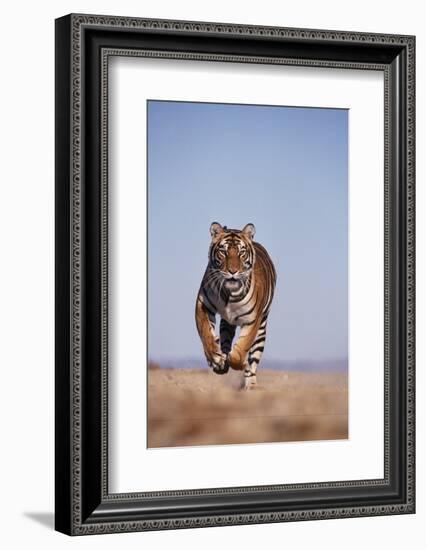 Bengal Tiger Running on Beach-DLILLC-Framed Photographic Print