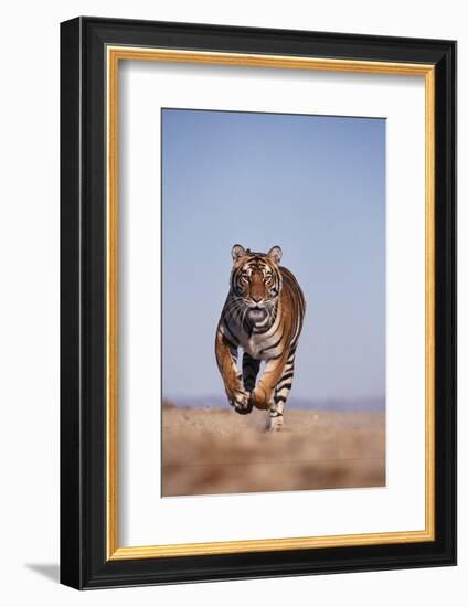 Bengal Tiger Running on Beach-DLILLC-Framed Photographic Print