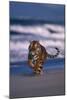 Bengal Tiger Running on Beach-DLILLC-Mounted Photographic Print