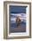 Bengal Tiger Running on Beach-DLILLC-Framed Photographic Print