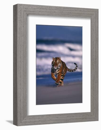 Bengal Tiger Running on Beach-DLILLC-Framed Photographic Print