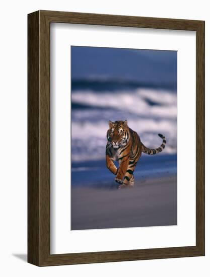 Bengal Tiger Running on Beach-DLILLC-Framed Photographic Print