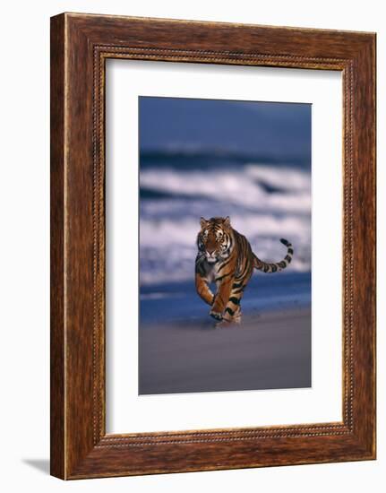 Bengal Tiger Running on Beach-DLILLC-Framed Photographic Print