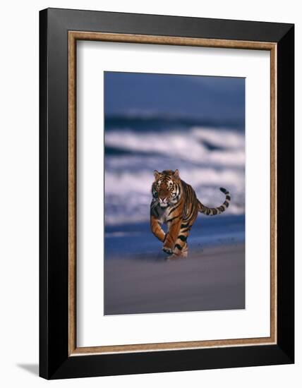 Bengal Tiger Running on Beach-DLILLC-Framed Photographic Print