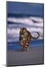 Bengal Tiger Running on Beach-DLILLC-Mounted Photographic Print