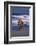 Bengal Tiger Running on Beach-DLILLC-Framed Photographic Print