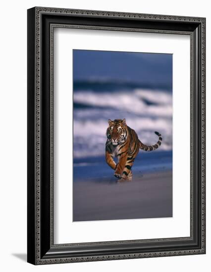 Bengal Tiger Running on Beach-DLILLC-Framed Photographic Print