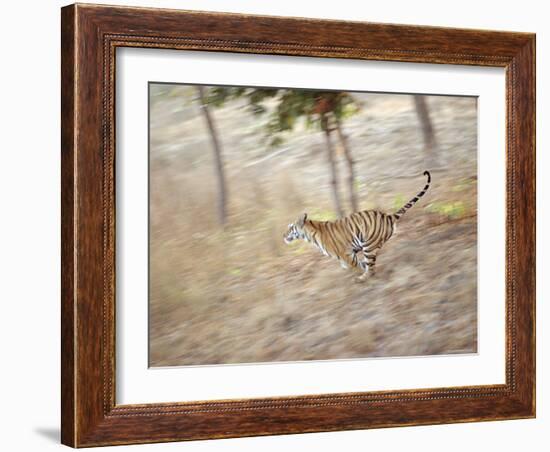 Bengal Tiger Running Through Grass, Bandhavgarh National Park India-E.a. Kuttapan-Framed Photographic Print