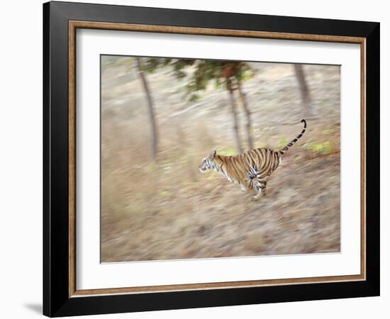 Bengal Tiger Running Through Grass, Bandhavgarh National Park India-E.a. Kuttapan-Framed Photographic Print