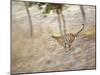 Bengal Tiger Running Through Grass, Bandhavgarh National Park India-E.a. Kuttapan-Mounted Photographic Print