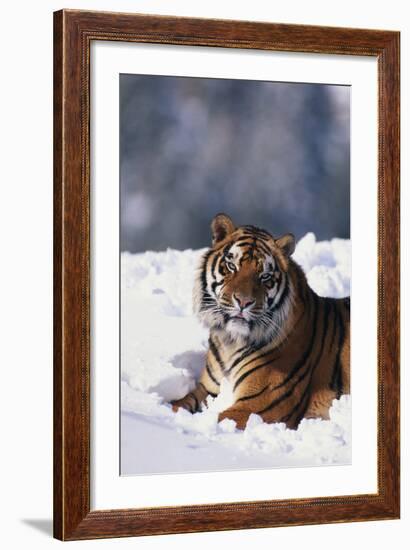 Bengal Tiger Sitting in Snow-DLILLC-Framed Photographic Print