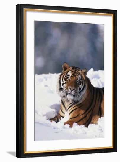 Bengal Tiger Sitting in Snow-DLILLC-Framed Photographic Print