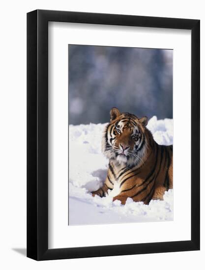 Bengal Tiger Sitting in Snow-DLILLC-Framed Photographic Print