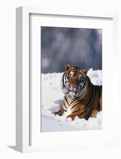 Bengal Tiger Sitting in Snow-DLILLC-Framed Photographic Print