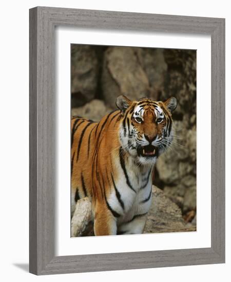 Bengal Tiger Snarling-Chase Swift-Framed Photographic Print