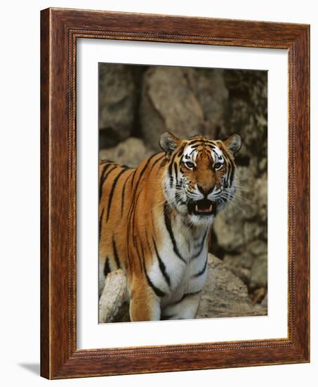 Bengal Tiger Snarling-Chase Swift-Framed Photographic Print