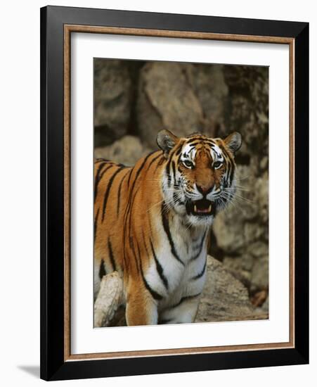 Bengal Tiger Snarling-Chase Swift-Framed Photographic Print