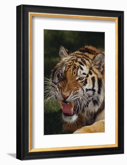 Bengal Tiger Snarling-DLILLC-Framed Photographic Print