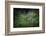 bengal tiger standing in dense foliage, nepal-karine aigner-Framed Photographic Print