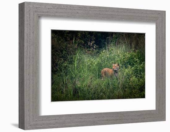 bengal tiger standing in dense foliage, nepal-karine aigner-Framed Photographic Print