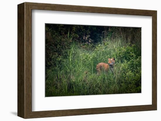 bengal tiger standing in dense foliage, nepal-karine aigner-Framed Photographic Print