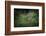 bengal tiger standing in dense foliage, nepal-karine aigner-Framed Photographic Print