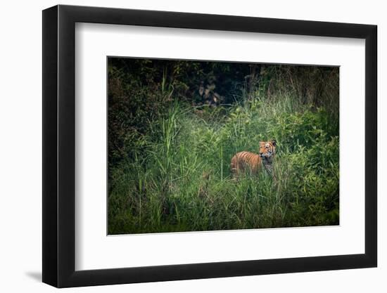 bengal tiger standing in dense foliage, nepal-karine aigner-Framed Photographic Print