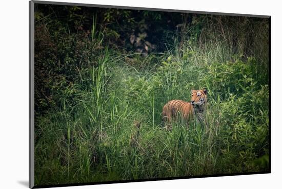 bengal tiger standing in dense foliage, nepal-karine aigner-Mounted Photographic Print