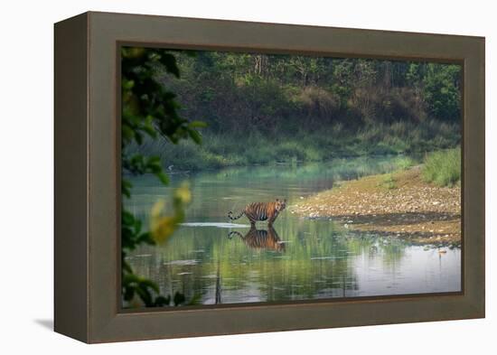 bengal tiger standing in river, whipping water with tail, nepal-karine aigner-Framed Premier Image Canvas