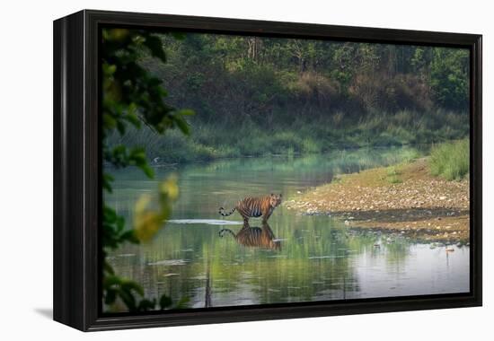 bengal tiger standing in river, whipping water with tail, nepal-karine aigner-Framed Premier Image Canvas