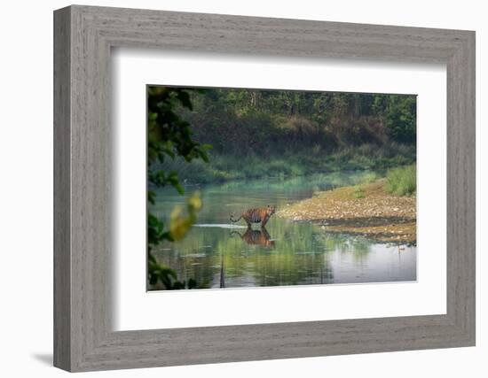 bengal tiger standing in river, whipping water with tail, nepal-karine aigner-Framed Photographic Print