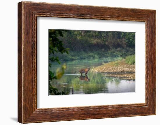 bengal tiger standing in river, whipping water with tail, nepal-karine aigner-Framed Photographic Print