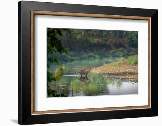 bengal tiger standing in river, whipping water with tail, nepal-karine aigner-Framed Photographic Print