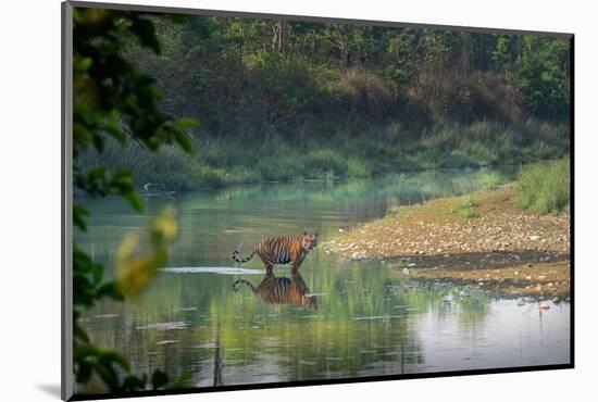 bengal tiger standing in river, whipping water with tail, nepal-karine aigner-Mounted Photographic Print