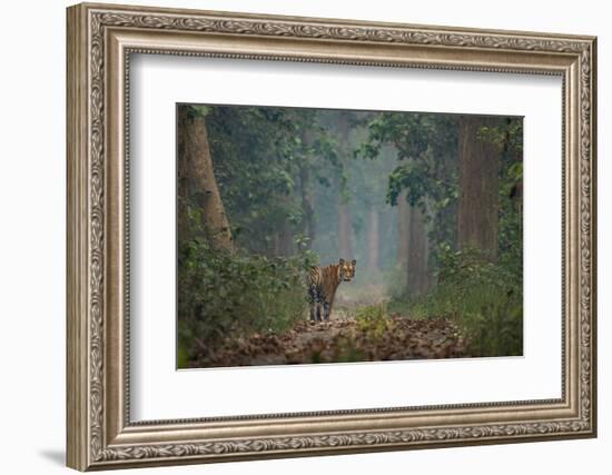 bengal tiger standing on forest path, nepal-karine aigner-Framed Photographic Print