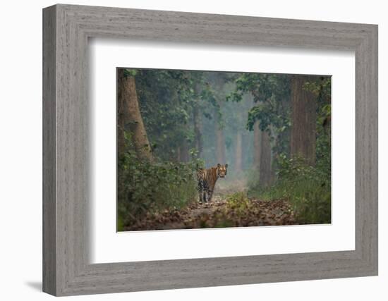 bengal tiger standing on forest path, nepal-karine aigner-Framed Photographic Print