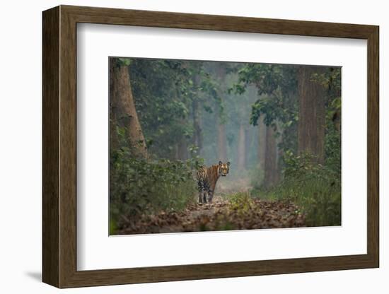 bengal tiger standing on forest path, nepal-karine aigner-Framed Photographic Print