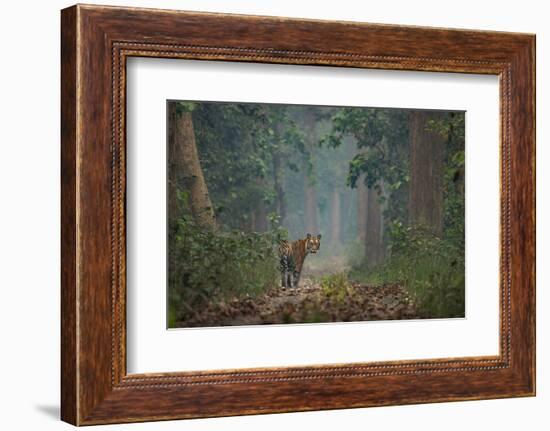 bengal tiger standing on forest path, nepal-karine aigner-Framed Photographic Print