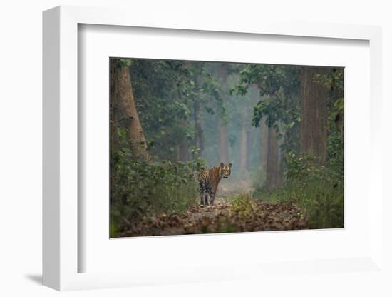 bengal tiger standing on forest path, nepal-karine aigner-Framed Photographic Print