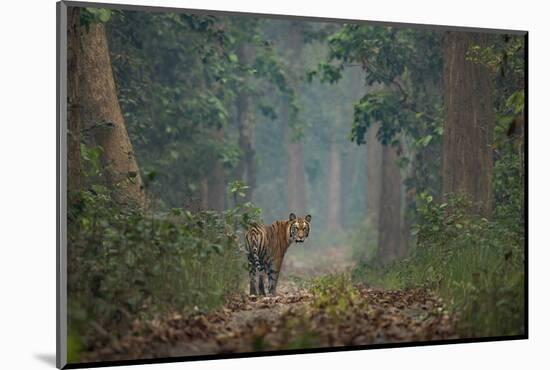 bengal tiger standing on forest path, nepal-karine aigner-Mounted Photographic Print