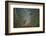 bengal tiger standing on forest path, nepal-karine aigner-Framed Photographic Print