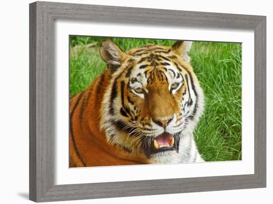 Bengal Tiger Up Close-Lantern Press-Framed Art Print