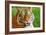 Bengal Tiger Up Close-Lantern Press-Framed Art Print